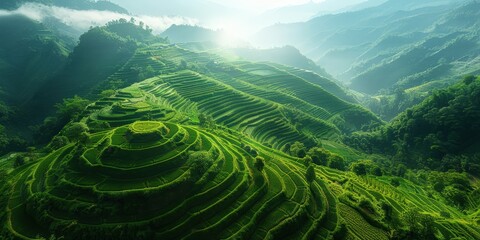 Wall Mural - Sunlit Rice Terraces in Lush Mountains