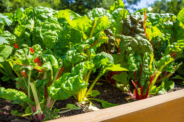 Colorful Rhubarb Plants on high vegetables bed. Rheum rhabarbarum. 