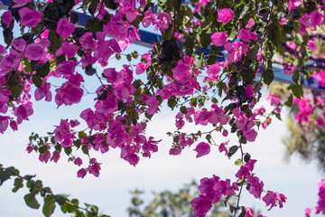 Sticker - flowers in the garden, greece,agistri,grekland,summar, Mediterranean,Mats