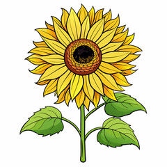 Poster - vector illustration of sunflower