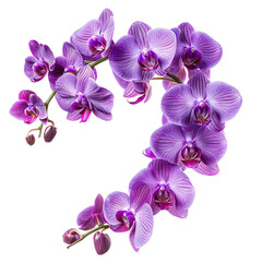 Beautiful purple orchid flowers in bloom, isolated on white background, perfect for botanical and floral themes.