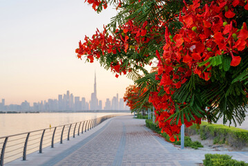 Wall Mural - beautiful embankment with flowering trees overlooking the downtown Dubai at sunset, UAE