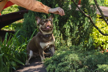 beautiful chocolate french bulldog working for photo