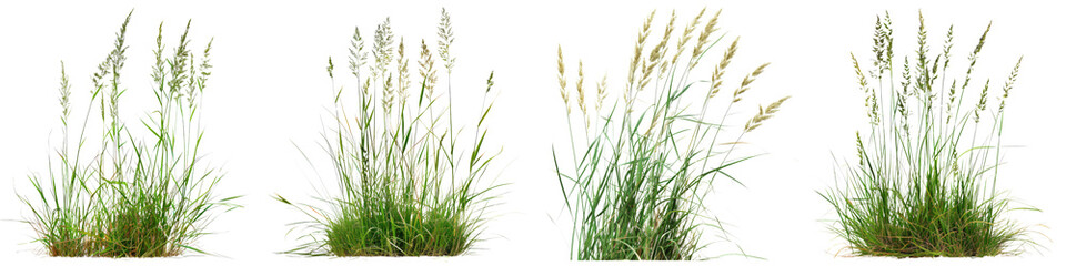 Wall Mural - Collection of Nature tall meadows grass isolated on transparent or white background