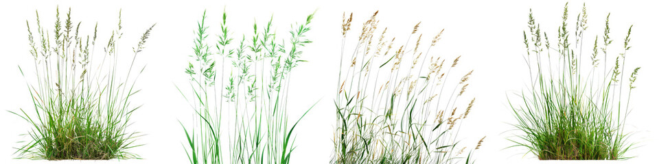 Wall Mural - Collection of Nature tall meadows grass isolated on transparent or white background