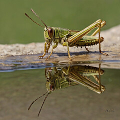 grasshopper on the ground