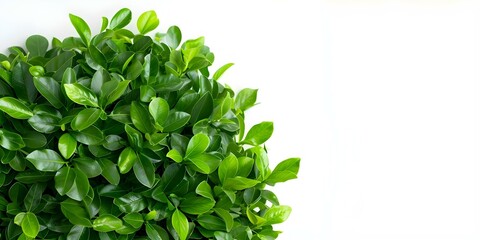 Wall Mural - Green Bush on White Background Perfect for Nature or Gardening Themes. Concept Nature Photography, Greenery Background, Botanicals, Gardening Inspiration