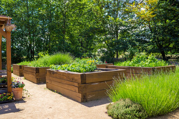 vegetable garden with raised beds in the backyard with cabbage and peppers