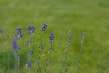 Wall Mural - lavender flowers in the garden