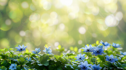 Banner featuring blue anemone spring flowers positioned at the bottom with ample free space above, set against a green blurred background bathed in sunshine
