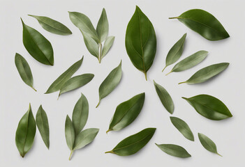 Wall Mural - Et of healthy herbs elements Fresh bay leaf isolated on transparent background