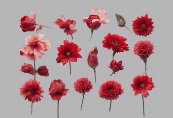 Wall Mural - Selection of beautiful various red flowers isolated on transparent background