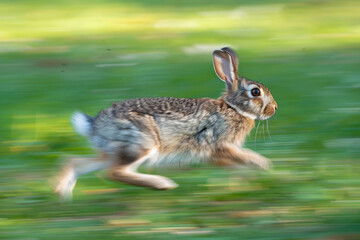 Wall Mural - A rabbit darts across a field, its body stretched out in a burst of speed