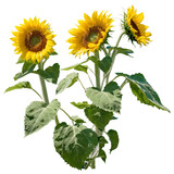 sunflower isolated on transparent background