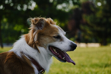 Wall Mural - A fluffy red and white border collie walks in a summer park at sunset. One happy friendly pet dog is walking without a leash in a green clearing. Close up view portrait.