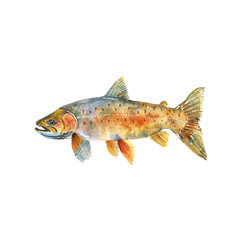 Wall Mural - landlocked salmon vector illustration in watercolor style