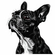 © MagnusCort - A black and white drawing of a Boston Terrier dog