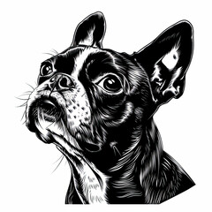 A black and white drawing of a Boston Terrier dog