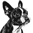 © MagnusCort - A black and white drawing of a Boston Terrier dog