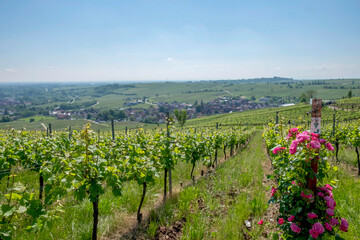 Poster - Blick auf den Weinort Birkweiler