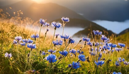 Poster - blue wild flowers in the morning light generative ai