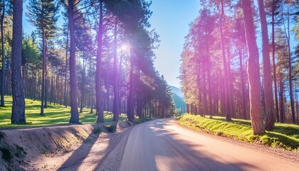 Wall Mural - pine forest on forest road on a sunny summer day