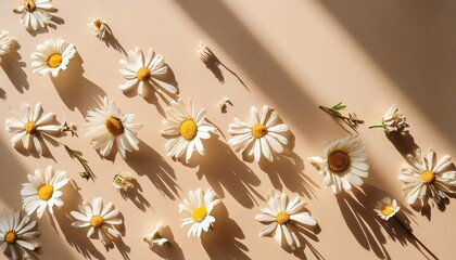 Wall Mural - elegant aesthetic chamomile daisy flowers pattern with sunlight shadows on neutral beige background with copy space