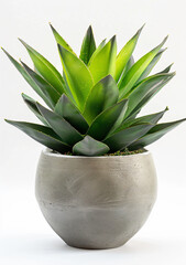 Wall Mural - a small potted plant with a green leaf