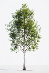 Wall Mural - a tree with a white trunk and green leaves