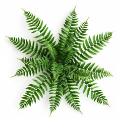 Wall Mural - a green plant on a white surface