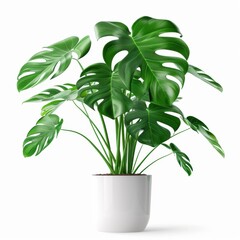 Wall Mural - A Monstera in a white pot, no shadow, isolated on white background