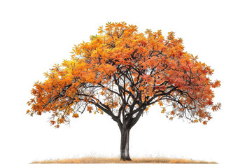 Majestic solitary tree with vibrant orange autumn leaves, isolated on a white background, symbolizing the fall season.