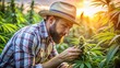 © N7 - Focused Grower Examining Cannabis Leaves - A grower carefully examining cannabis leaves in a bright and sunny outdoor environment.