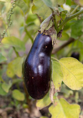 Sticker - Eggplant growing in the garden