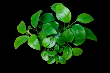 Wall Mural - Exotic Green Leaves Anubias Nana Golden clump aquarium plant isolated on black background with clipping path