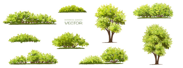 Wall Mural - vector watercolor of tree side view isolated on white background for landscape and architecture draw