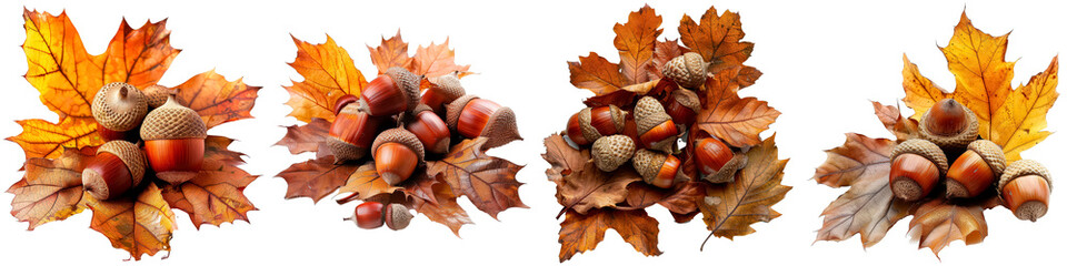 Wall Mural - Four different types of leaves with acorns on them