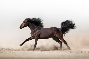 Wall Mural - bay horse free run in desert