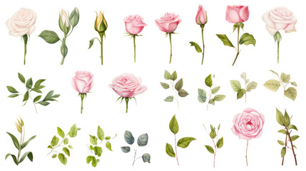 Wall Mural - Set of watercolor rose painting isolated on clear png background and transparent background. Fresh and nature concept for nature decorative and flower element, AI generative.