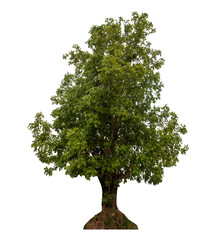 Green tree isolated on transparent background with clipping path and alpha channel.