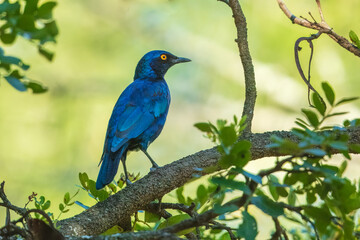 Wall Mural -  Lesser Blue-eared Starling (Lamprotornis chloropterus), in the Kruger National Park South Africa, 4K resolution, closeup

