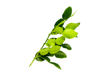 Wall Mural - Kaffir lime leaves on white background.