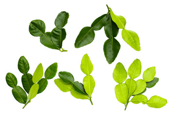 Wall Mural - Kaffir lime leaves on white background.