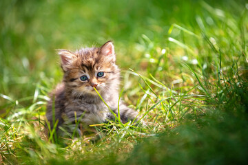 Wall Mural - Little kitten on nature outdoors. A funny kitten walks in the garden on a sunny summer day