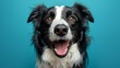 © steve - Cute joyful Border Collie. Australian shepherd. Isolated against a vibrant blue background. Pet. Dog. Canine.