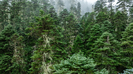 Wall Mural - Beautiful high altitude forest mountain landscape in the fog