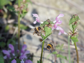 Canvas Print - Bees gatthering pollen