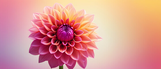 Canvas Print - Vibrant gradient dahlia flower on soft background.