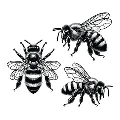 set of bees illustration. hand drawn bee in black and white vector illustration, isolated white background