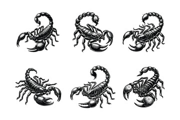 Wall Mural - set of scorpions illustration. hand drawn scorpion in black and white vector illustration, isolated white background